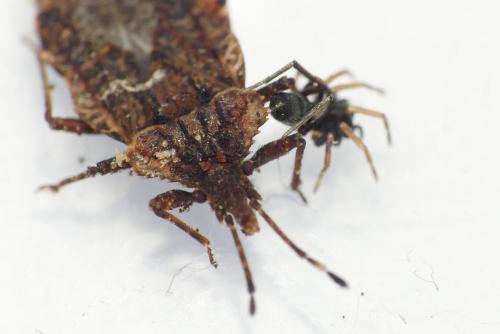 Aradus (betulae-brenskei)